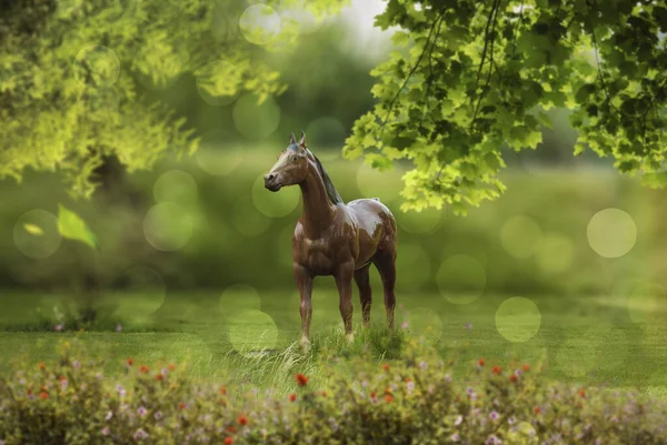 Кінь Сонячно Зеленому Лузі — стокове фото