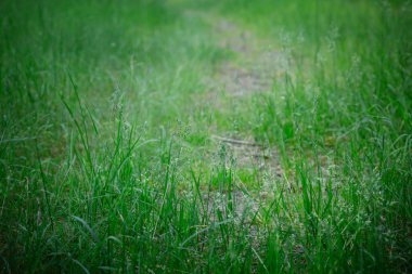 yeşil çimenler tarlada
