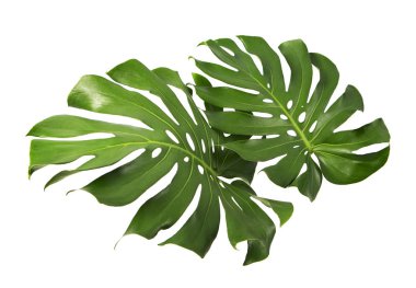Monstera deliciosa leaf or Swiss cheese plant, isolated on white background, with clipping path clipart