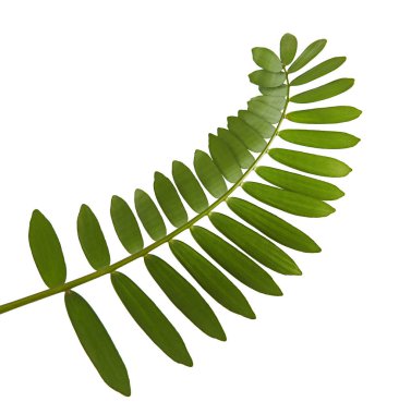 Cardboard palm or Zamia furfuracea or Mexican cycad leaf  isolated on white background, with clipping path clipart