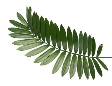 Cardboard palm or Zamia furfuracea or Mexican cycad leaf  isolated on white background, with clipping path clipart