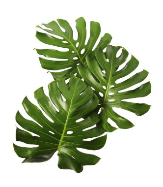 Monstera deliciosa yaprağı veya İsviçre peynir bitkisi, beyaz arka planda izole edilmiş, kırpma yolu ile