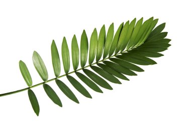 Karton palmiye ya da Zamia furfurfuracea ya da beyaz arka planda izole Meksika sikket yaprağı, kırpma yolu ile