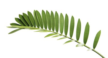 Cardboard palm or Zamia furfuracea or Mexican cycad leaf  isolated on white background, with clipping path clipart