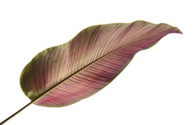 Calathea ornata (ince çizgili Calathea) yaprakları, tropikal yapraklar beyaz arka planda izole edilmiş, kırpma yolu ile                               