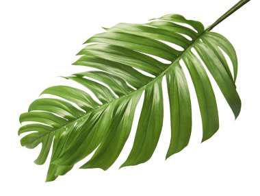 Monstera deliciosa yaprağı veya İsviçre peynir bitkisi, beyaz arka planda izole edilmiş, kırpma yolu ile
