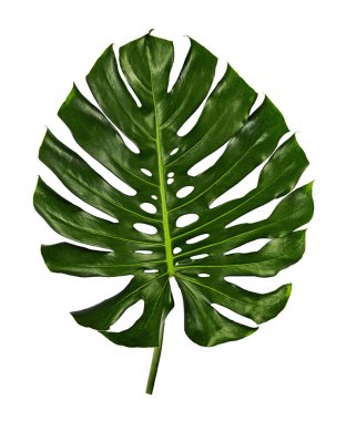 Monstera deliciosa yaprağı veya İsviçre peynir bitkisi, beyaz arka planda izole edilmiş, kırpma yolu ile