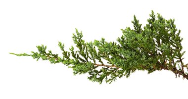Juniperus yatay yaprakları veya sürünen ardıç yaprakları beyaz arka planda izole, kırpma yolu ile