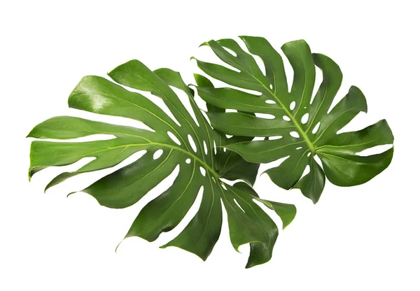 Monstera deliciosa yaprağı veya İsviçre peynir bitkisi, beyaz arka planda izole edilmiş, kırpma yolu ile