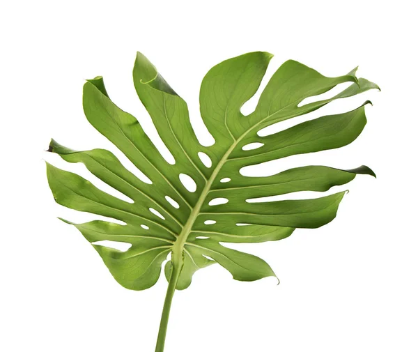 Monstera deliciosa yaprağı veya İsviçre peynir bitkisi, beyaz arka planda izole edilmiş, kırpma yolu ile
