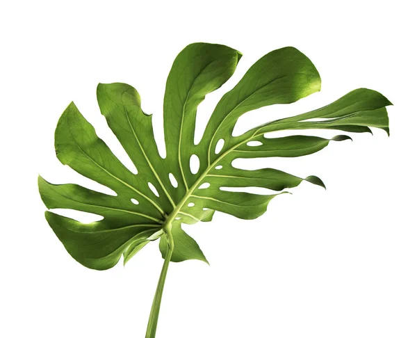 Monstera deliciosa yaprağı veya İsviçre peynir bitkisi, beyaz arka planda izole edilmiş, kırpma yolu ile