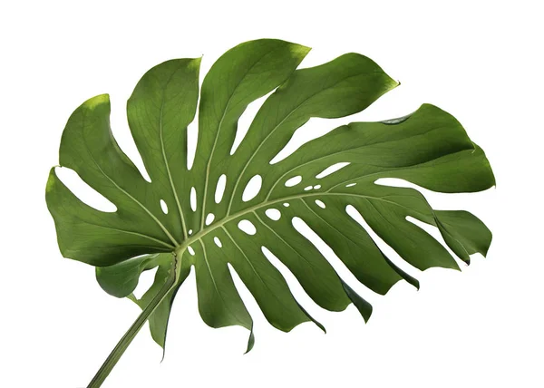 Monstera deliciosa yaprağı veya İsviçre peynir bitkisi, beyaz arka planda izole edilmiş, kırpma yolu ile