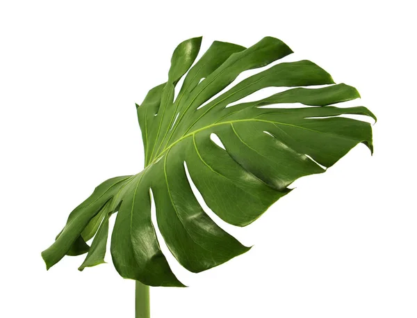 Monstera Deliciosa Лист Швейцарский Сыр Завод Изолированные Белом Фоне Вырезкой — стоковое фото