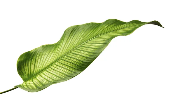 Calathea ornata (ince çizgili Calathea) yaprakları, tropikal yapraklar beyaz arka planda izole edilmiş, kırpma yolu ile                               