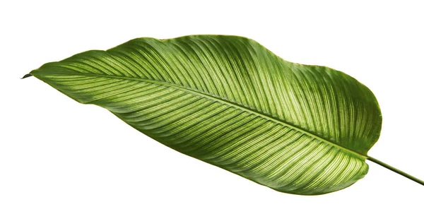 Calathea ornata (ince çizgili Calathea) yaprakları, tropikal yapraklar beyaz arka planda izole edilmiş, kırpma yolu ile                               
