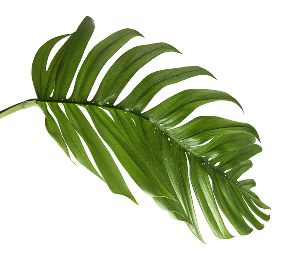 Feuille Monstera Deliciosa Fromager Suisse Isolé Sur Fond Blanc Avec — Photo