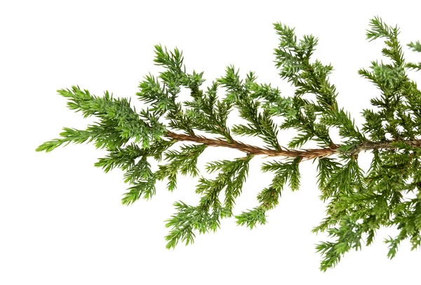 Hojas Juniperus Horizontalis Hojas Enebro Rastrero Aisladas Sobre Fondo Blanco — Foto de Stock