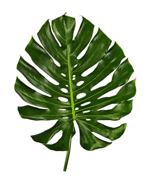 Monstera Deliciosa Blad Zwitserse Kaasplant Geïsoleerd Witte Achtergrond Met Knippad — Stockfoto