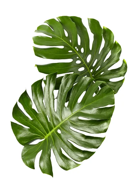 Monstera deliciosa yaprağı veya İsviçre peynir bitkisi, beyaz arka planda izole edilmiş, kırpma yolu ile