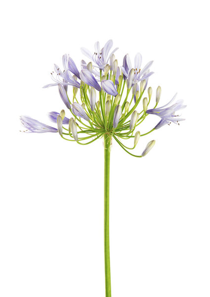 Agapanthus flower "Lily of the Nile", also called African Blue Lily flower, in purple-blue shade isolated on white background