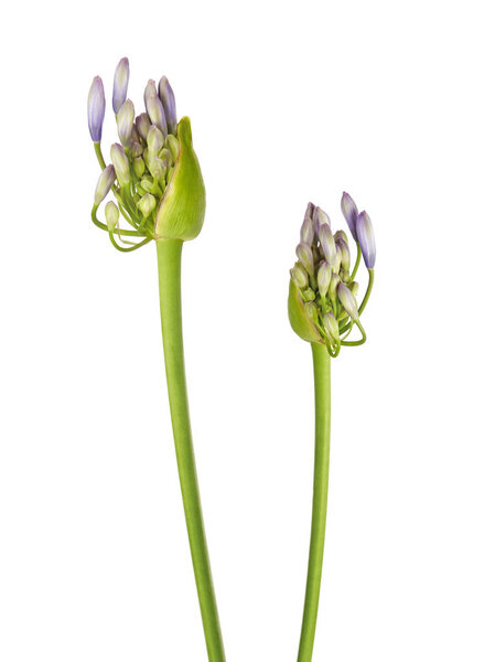 Close up - Bud of Agapanthus flower "Lily of the Nile", also called African Blue Lily flower, in purple-blue shade isolated on white background, with clipping path
