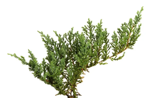 Folhas Juniperus Horizontalis Folhas Zimbro Rastejante Isoladas Fundo Branco Com — Fotografia de Stock