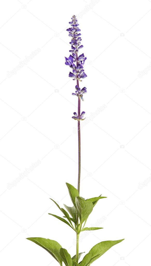 Salvia farinacea, Blue salvia, Mealy cup sage or Mealy sage flowers blooming with leaves, isolated on white background, with clipping path