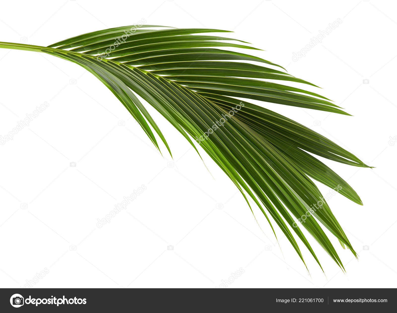 Coconut Leaves Coconut Fronds Green Plam Leaves Tropical Foliage Isolated  Stock Photo by ©Dewins 221061700