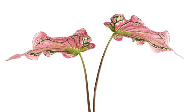 Pembe yapraklı ve yeşil damarlı Caladium bicolor (Florida tatlım), beyaz arka planda izole edilmiş pembe Caladium yaprağı, kırpma yolu ile