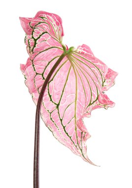 Pembe yapraklı ve yeşil damarlı Caladium bicolor (Florida tatlım), beyaz arka planda izole edilmiş pembe Caladium yaprağı, kırpma yolu ile