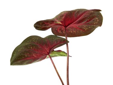 Caladium bicolor yaprağı ya da Yaprak Bitkileri Kraliçesi, beyaz arka planda izole edilmiş iki renkli yaprak, kırpma yolu