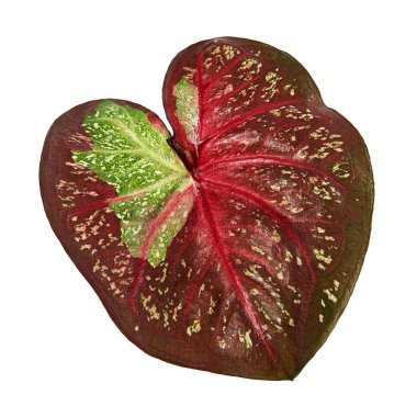 Caladium bicolor yaprağı ya da Yaprak Bitkileri Kraliçesi, beyaz arka planda izole edilmiş iki renkli yaprak, kırpma yolu