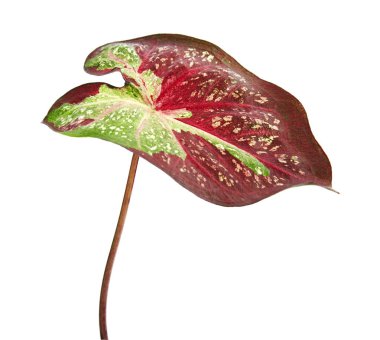 Caladium bicolor yaprağı ya da Yaprak Bitkileri Kraliçesi, beyaz arka planda izole edilmiş iki renkli yaprak, kırpma yolu