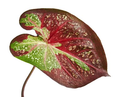 Caladium bicolor leaf or Queen of the Leafy Plants, Bicolor foliage isolated on white background, with clipping path clipart