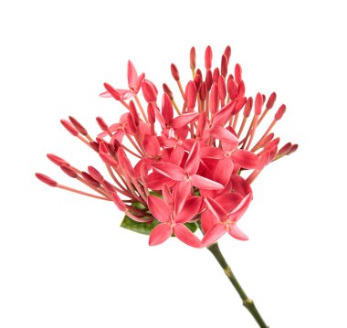 Ixora coccinea çiçeği, Pembe ixora beyaz arka planda izole edilmiş yapraklar, kırpma yolu ile