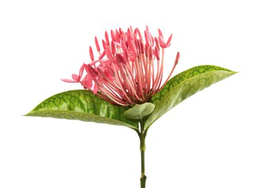 Ixora coccinea çiçeği, Pembe ixora beyaz arka planda izole edilmiş yapraklar, kırpma yolu ile