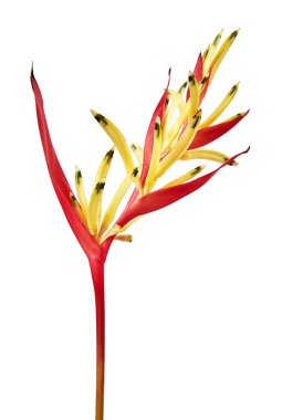 Heliconia psittacorum (papağan'ın Gaga 'Lady Di') çiçek, kırpma yolu ile beyaz arka plan üzerinde izole tropikal çiçek