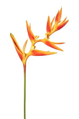 Heliconia psittacorum (Altın Meşale) çiçekleri, beyaz arka planda izole edilmiş tropikal çiçekler, kırpma yolu ile