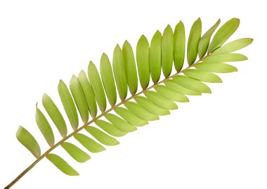 Cardboard palm or Zamia furfuracea or Mexican cycad leaf  isolated on white background, with clipping path clipart