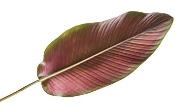 Calathea ornata (Pin-şerit Calathea), kırpma yolu ile izole üzerinde beyaz arka plan, tropikal bitki örtüsü bitki yaprakları