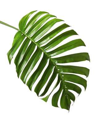 Monstera deliciosa yaprağı veya İsviçre peynir bitkisi, beyaz arka planda izole edilmiş, kırpma yolu ile