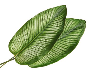 Calathea ornata (Pin-şerit Calathea), kırpma yolu ile izole üzerinde beyaz arka plan, tropikal bitki örtüsü bitki yaprakları