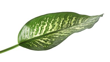 Dieffenbachia yaprak (dilsiz kamışı), yeşil yaprakları beyaz noktalar ve lekeler, kırpma yolu ile beyaz arka plan üzerinde izole tropikal bitki örtüsü içeren