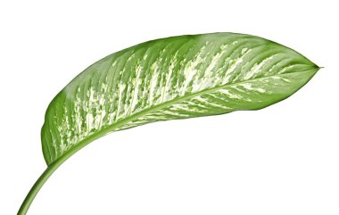 Dieffenbachia yaprak (dilsiz kamışı), yeşil yaprakları beyaz noktalar ve lekeler, kırpma yolu ile beyaz arka plan üzerinde izole tropikal bitki örtüsü içeren