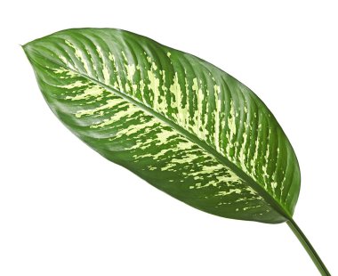 Dieffenbachia yaprak (dilsiz kamışı), yeşil yaprakları beyaz noktalar ve lekeler, kırpma yolu ile beyaz arka plan üzerinde izole tropikal bitki örtüsü içeren