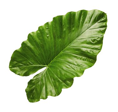 Alocasia odora yeşillik (gece kokulu lily veya dev dik fil kulak), kırpma yolu ile beyaz arka plan üzerinde izole egzotik tropikal yaprak