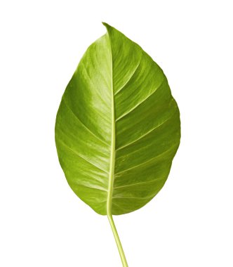 Şeytan sarmaşığı, Altın sazanlar, Epipremnum aureum, kalp şeklinde yapraklar beyaz arka planda izole edilmiş büyük yapraklar, kırpma yolu.