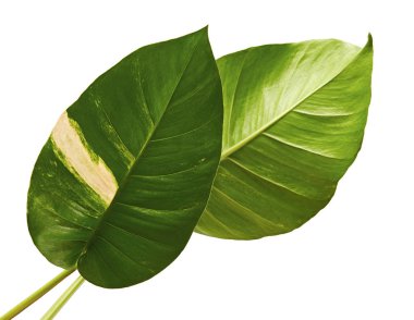 Devil's ivy, Golden pothos, Epipremnum aureum, Heart shaped leaves vine with large leaves isolated on white background, with clipping path clipart