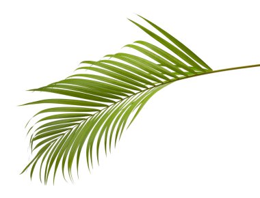 Sarı palmiye yaprakları (Dypsis lutescens) veya Altın baston palmiye, Areka palmiye yaprakları, kırpma yolu olan beyaz arka planda izole tropikal yapraklar