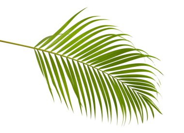 Sarı palmiye yaprakları (Dypsis lutescens) veya Altın baston palmiye, Areka palmiye yaprakları, kırpma yolu olan beyaz arka planda izole tropikal yapraklar